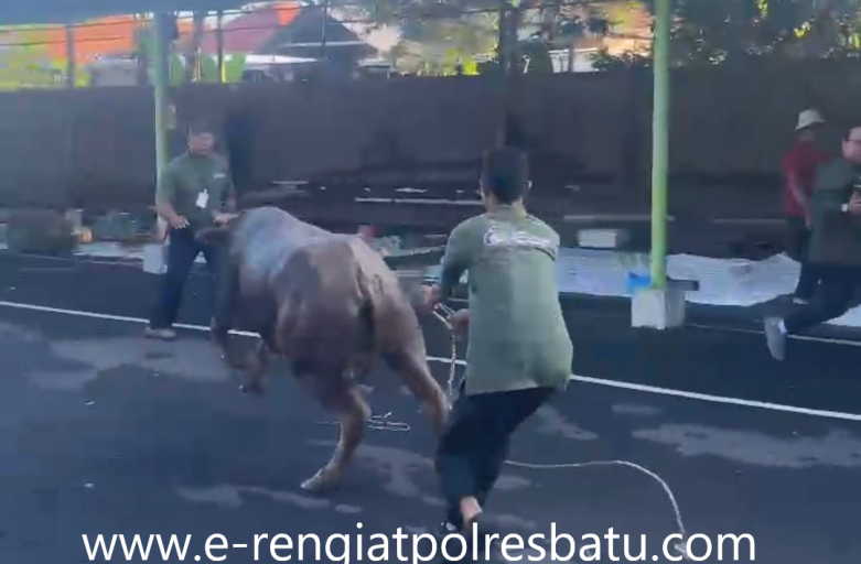 Berita Terbaru Perumahan Warga Sapi Lepas Kendali